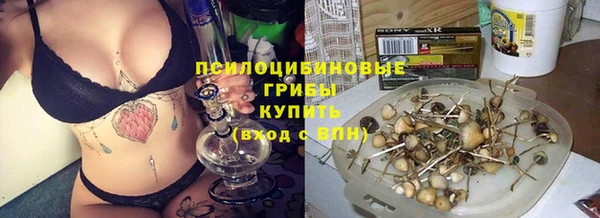 стаф Алзамай